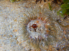 Actiniidae
