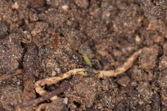 Isotominae