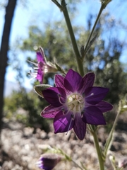 Malesherbia linearifolia