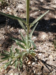 Malesherbia linearifolia