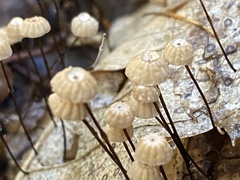 Marasmius bulliardii
