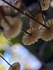 Marasmius bulliardii