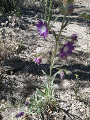 Malesherbia linearifolia
