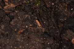 Androniscus dentiger