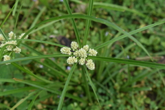 Cyperus luzulae