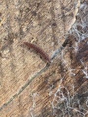 Nearctodesmidae