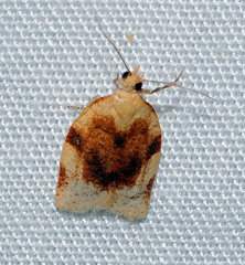 Clepsis siciliana