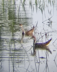 Hydrophasianus chirurgus