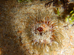Actiniidae