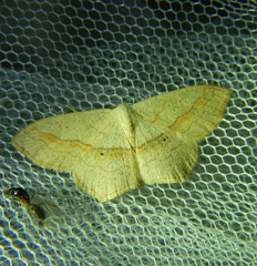 Scopula imitaria