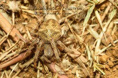 Araneus angulatus