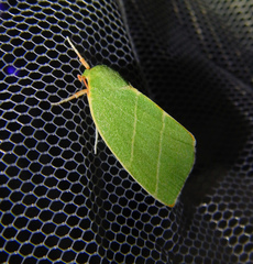Bena bicolorana