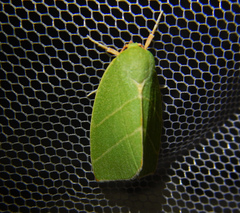 Bena bicolorana