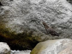 Tigrisoma fasciatum