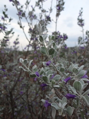 Leucophyllum ambiguum