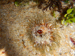 Actiniidae