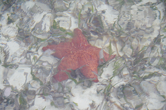 Oreaster reticulatus