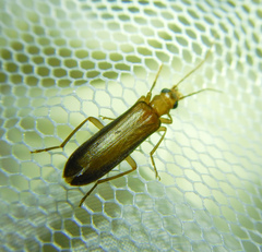 Oedemeridae