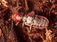 Cucujus cinnaberinus