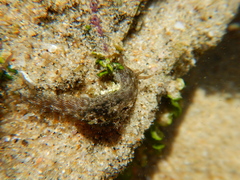 Stylocheilus rickettsi