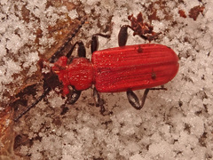 Cucujus cinnaberinus