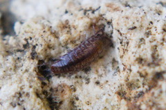 Chaetophiloscia sicula