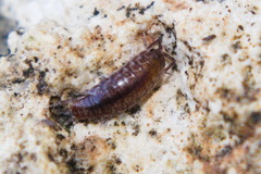 Chaetophiloscia sicula