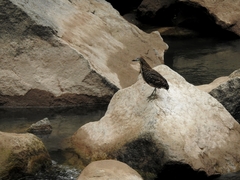 Tigrisoma fasciatum