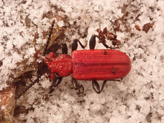 Cucujus cinnaberinus