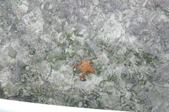 Oreaster reticulatus