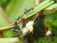 Iridomyrmex anceps