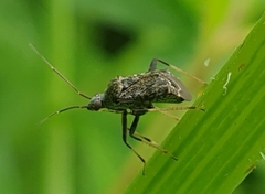 Proboscidocoris malayus