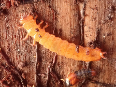 Cucujus cinnaberinus