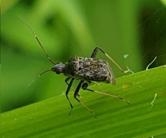 Proboscidocoris malayus