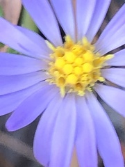 Symphyotrichum walteri