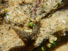 Stylocheilus rickettsi