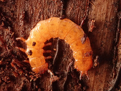 Cucujus cinnaberinus