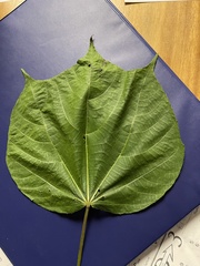 Heliocarpus americanus