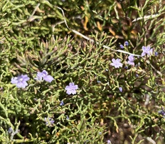 Limonium scabrum