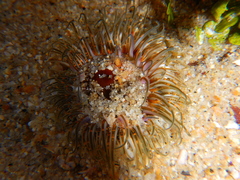 Actiniidae