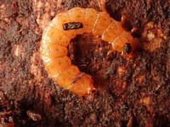 Cucujus cinnaberinus