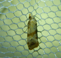 Phalonidia contractana