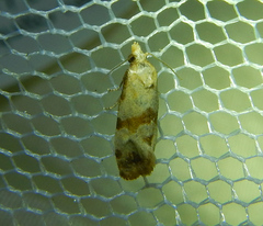 Phalonidia contractana