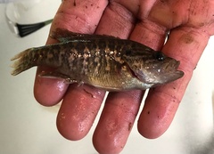 Lepomis gulosus