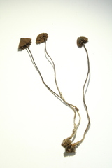 Psilocybe