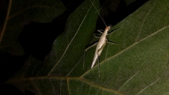 Oecanthus exclamationis