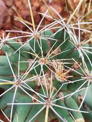 Coryphantha robustispina