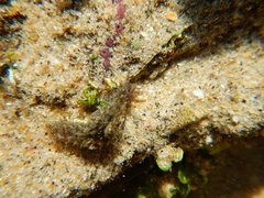 Stylocheilus rickettsi