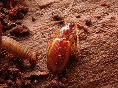 Oxypselaphus obscurus