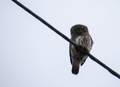 Glaucidium passerinum